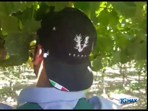 Vendemmia in anticipo, colpa del gran caldo che ha favorito la maturazione delle uve