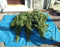 <div class="dashicons dashicons-camera"></div>Coltivava in giardino 63 piante di marijuana, arrestato