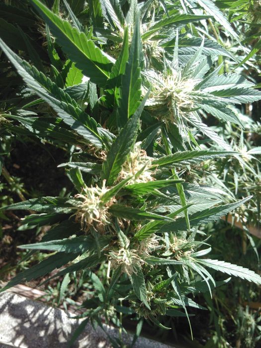 Arrestati due sessantenni di Lanciano, avevano in casa 10 chili di marijuana e 10 piante