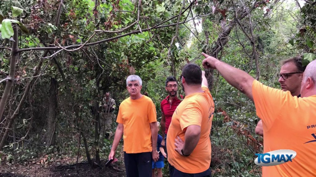 Potranno essere recuperai i 4 pini bruciati nell’incendio alla Pineta di Pescara