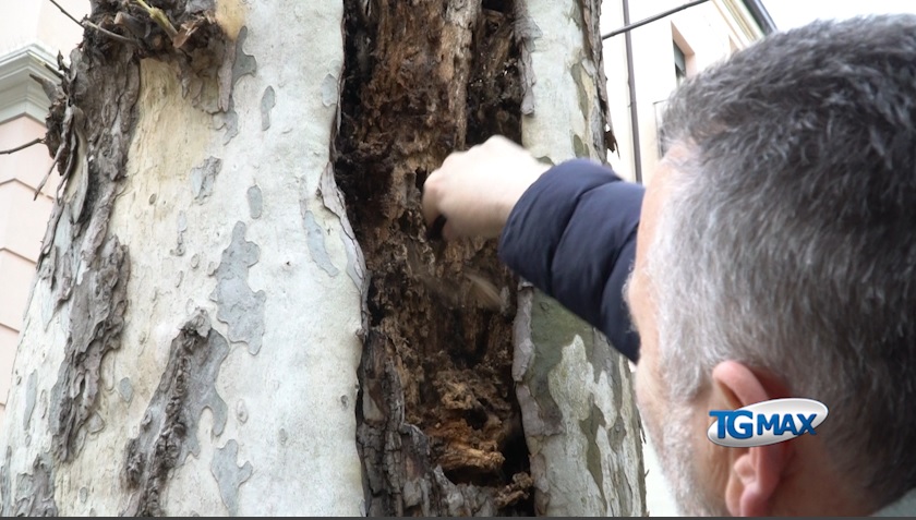 Capitozzature a Lanciano, la potatura è altro: l’appello di Nuovo Senso Civico a fermare i tagli