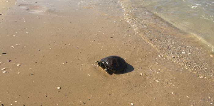 Pescara: tartaruga d’acqua dolce messa in salvo