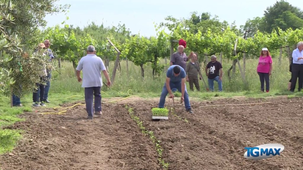 Altino: produttori mettono a dimora nei campi le piante di peperone dolce