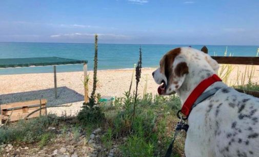 Fido può andare in vacanza a Pineto, è pronta la spiaggia per i cani