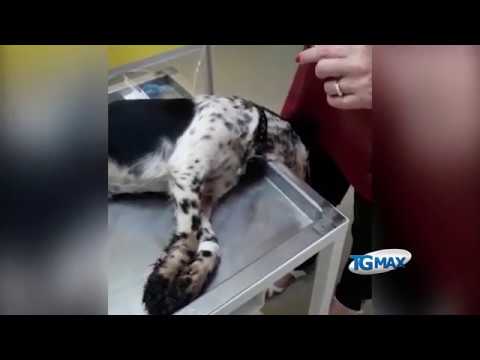 La guerra del tartufo dilaga dalle colline frentane a Pretoro e Rapino, ancora un cane morto avvelenato