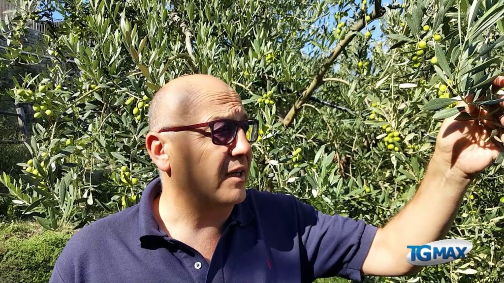 Mosca olearia, si confida nel mese di settembre per una produzione di qualità