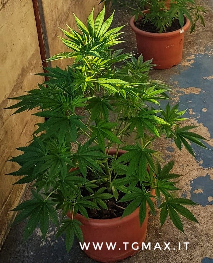 Lanciano: coltivava marijuana sul balcone di casa, scoperto e denunciato 26enne