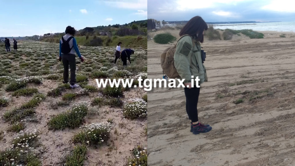 Casalbordino: Soa denuncia, distrutta la camomilla delle dune
