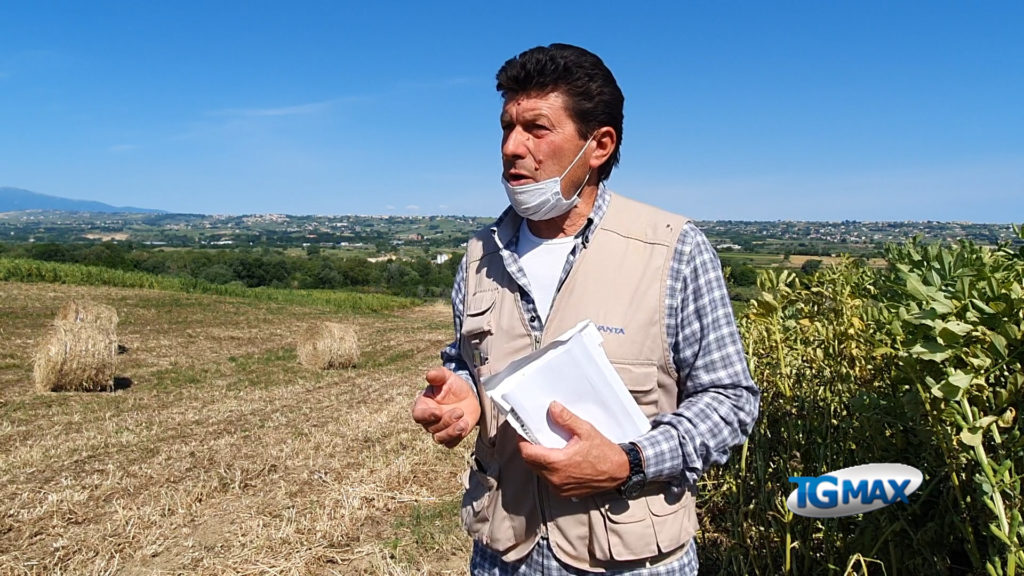 Cinghiali distruggono il grano: agricoltori disperati, pronti alla mobilitazione
