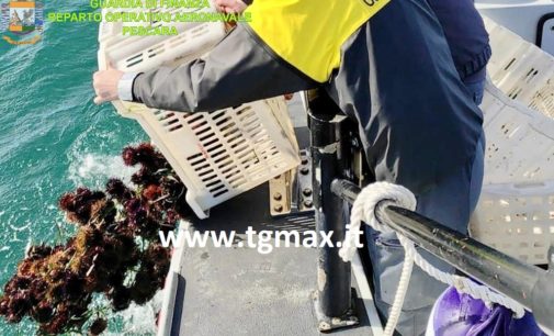 San Vito Chietino: pesca illegale di ricci di mare, denunciati due pugliesi