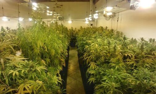 Casalincontrada: coltivavano marijuana in serra, arrestati due albanesi