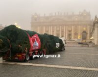 Rosello, la ricostruzione dei fatti per il prelievo dell’abete di Natale per il Papa