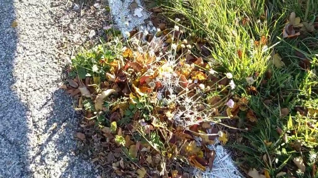 Torrebruna: segnaletica orizzontale verniciata sull’erba, accade lungo la SP 212