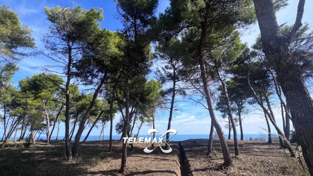 Vallevó, la pinetina torna a nuova vita
