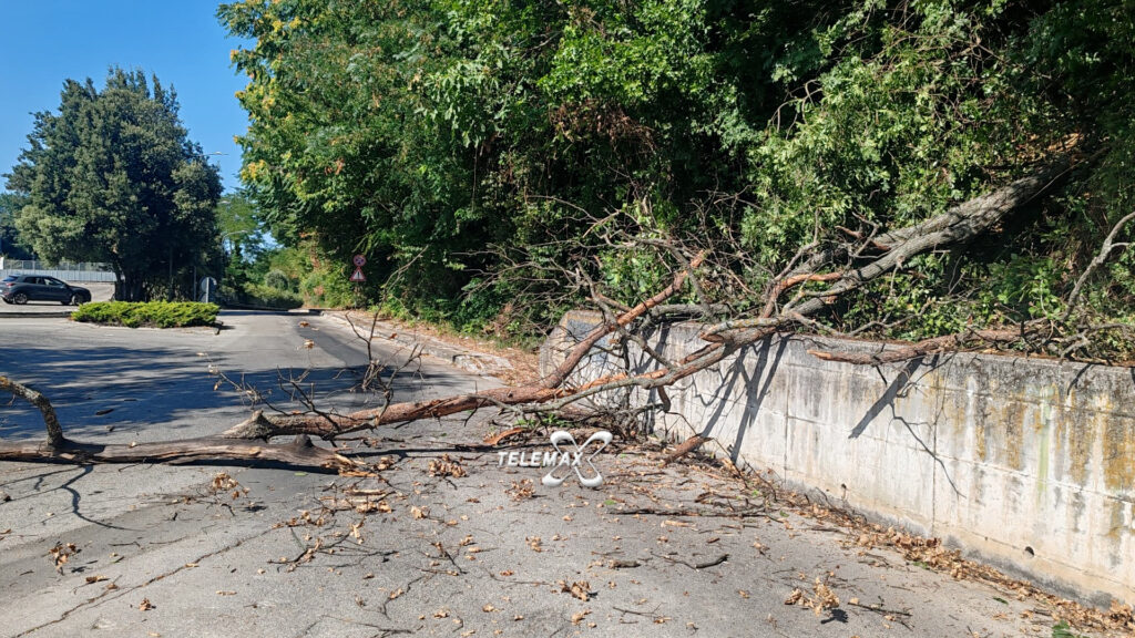 Lanciano: cade albero in via Santo Spirito, area chiusa al traffico