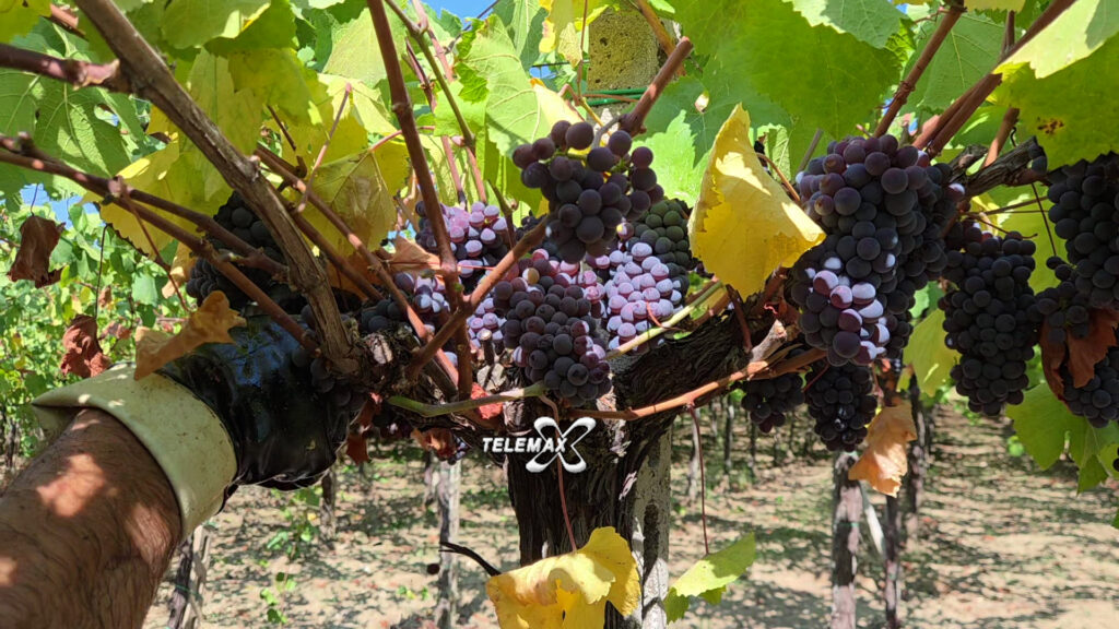 Vendemmia in Abruzzo, rese ridotte e bloccaggio di quote di produzione