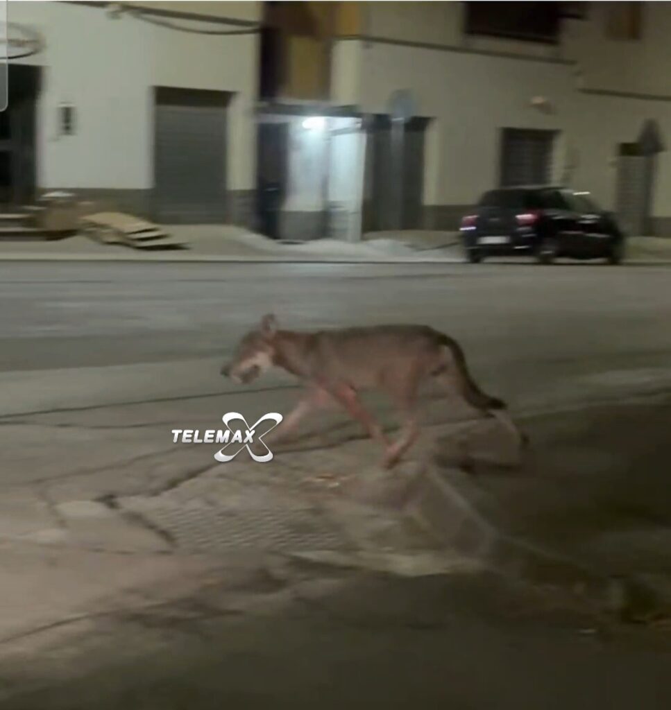 Lanciano, un lupo avvistato nel quartiere Santa Rita
