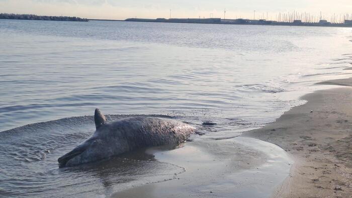 Pescara, trovato in spiaggia un delfino morto