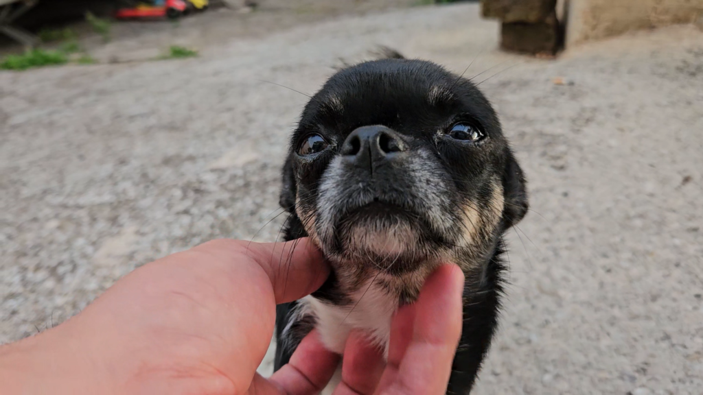 Il cane della famiglia Loffredo nel cortile della casa di Lanciano