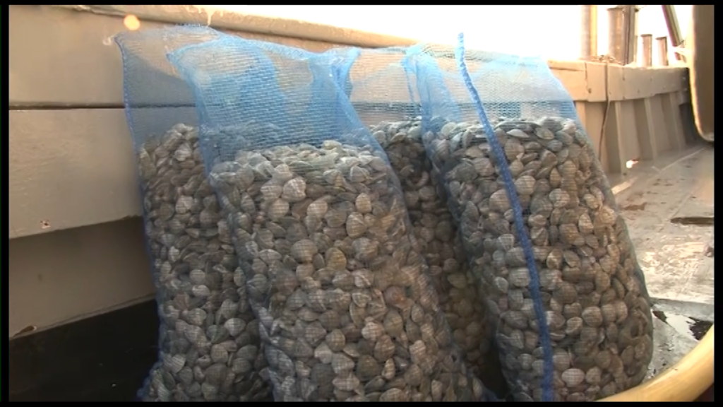 Sacchi di rete pieni di vongole a bordo di una vongolara