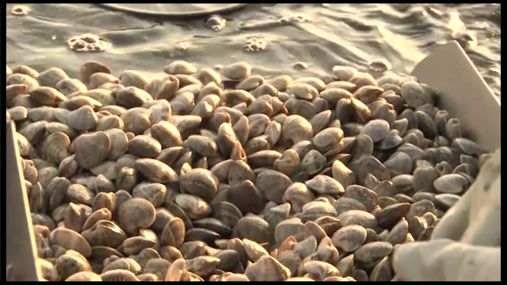Un mucchio di vongole adriatiche appena pescate