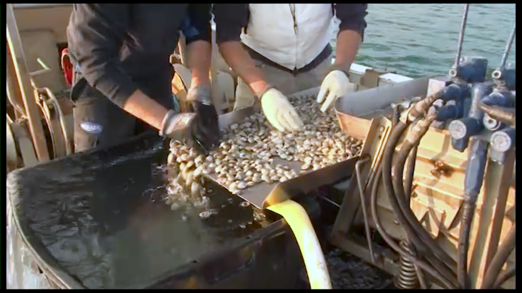 Pescatori con i guanti selezionano le vongole a bordo di una vongolara